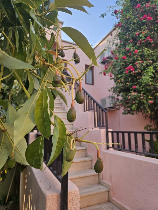 Gartenanlage VONRESORT Golden Beach