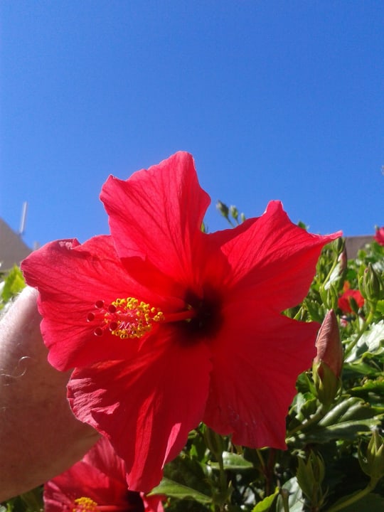 Hibiskusblüte SBH Hotel Taro Beach