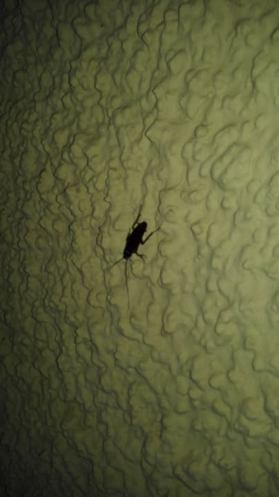 Sobald es dunkel wird kommen die Kakerlaken  Be Live Tenerife - Adults only