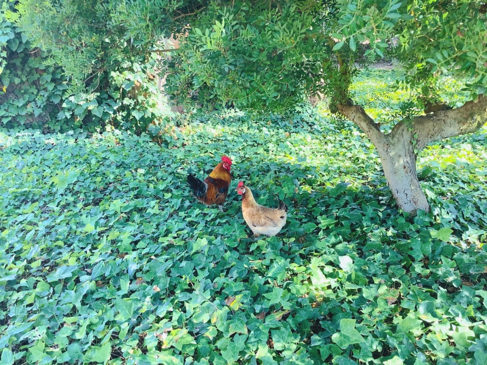 Gartenanlage Hotel Sa Galera