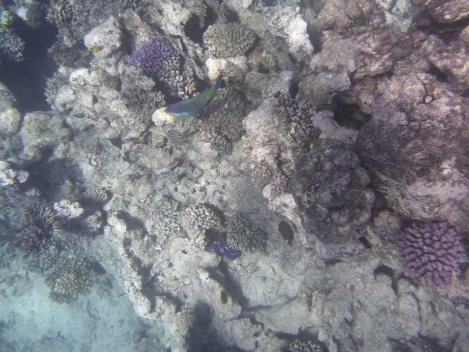 Strand Sentido Reef Oasis Suakin
