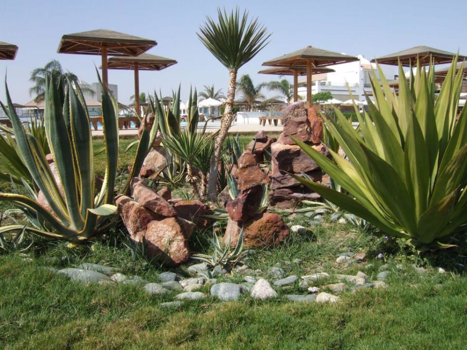 Felsengarten ... Lahami Bay Beach Resort