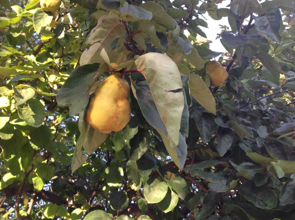 Quittenbaum  Naturhotel Etzdorfer Hof