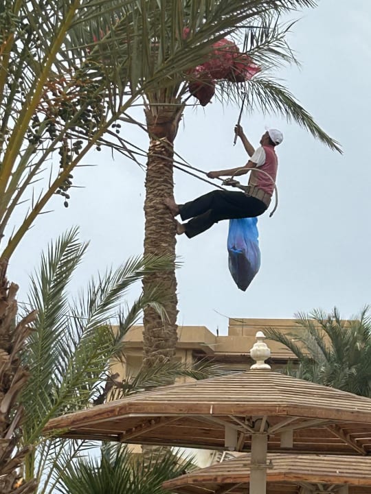 Gartenanlage Shams Safaga Resort