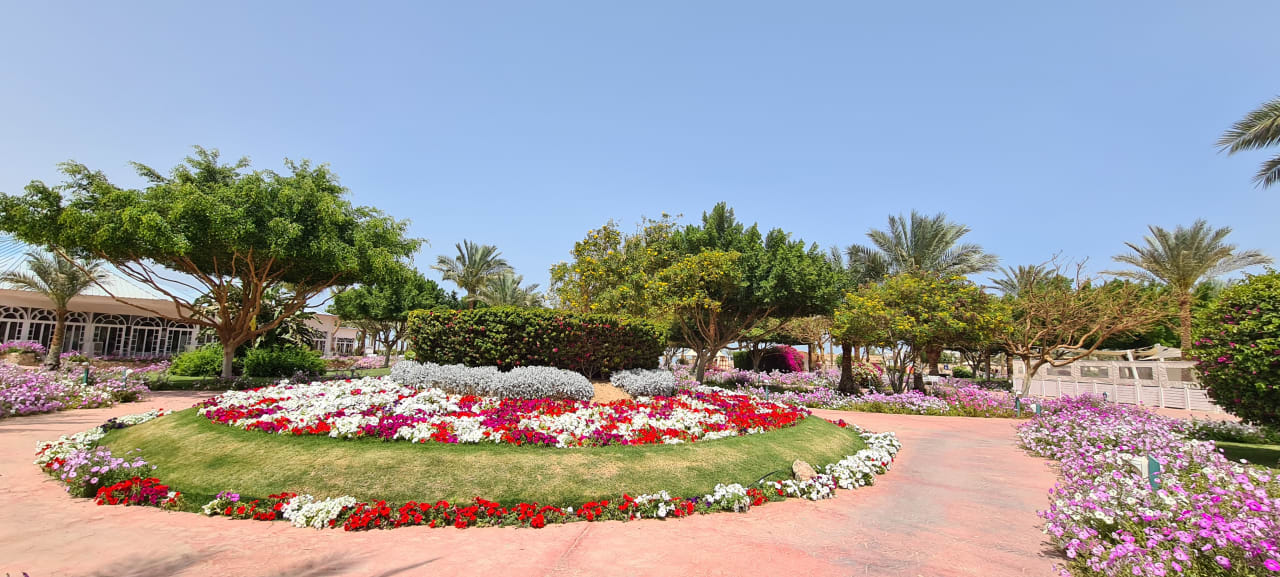 Gartenanlage Desert Rose