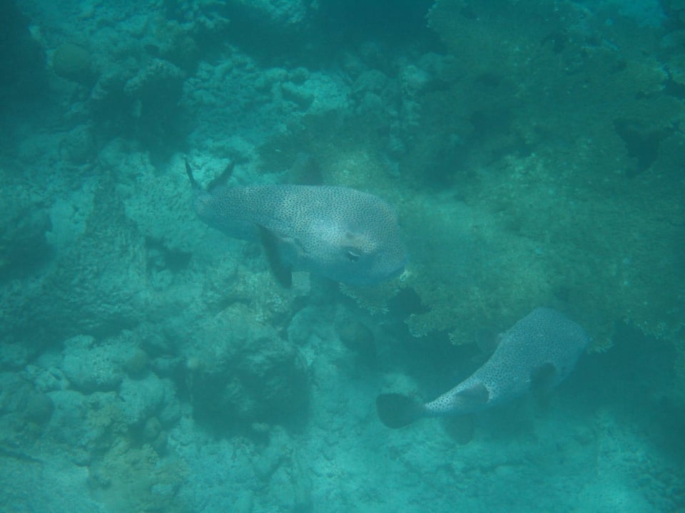 Kugelfisch Kuramathi Maldives