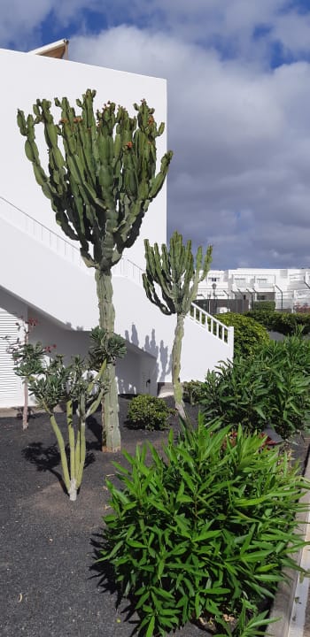 Gartenanlage Hotel Floresta