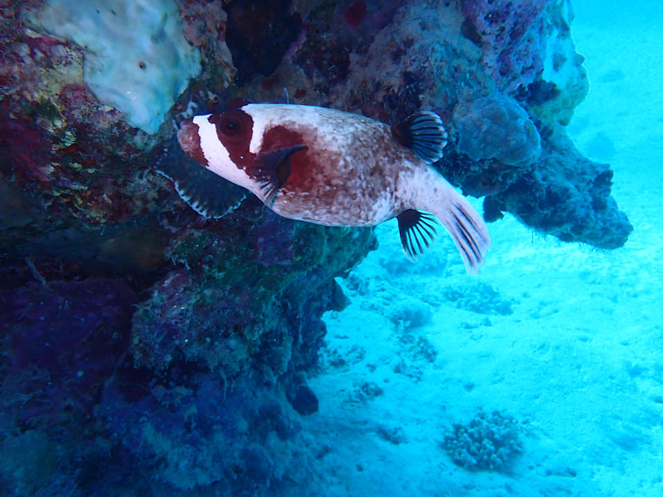 Sonstiges Coral Hills Resorts & SPA