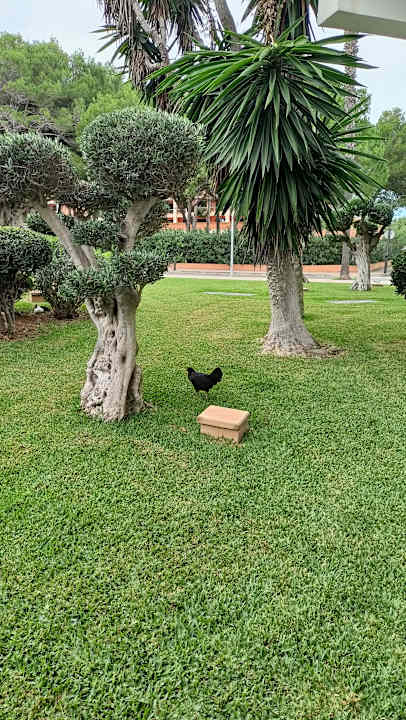 Gartenanlage allsun Hotel Sumba