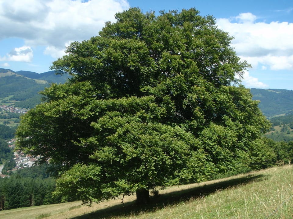 Mein Lieblingsbaum Gästehaus Holzer Kreuz