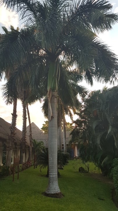 Sonstiges Grand Palladium Kantenah Resort & Spa