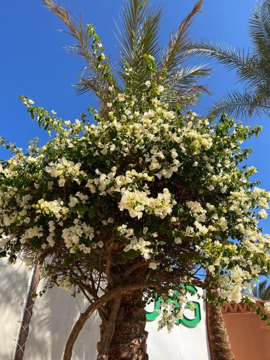 Gartenanlage Jaz Makadi Oasis Resort