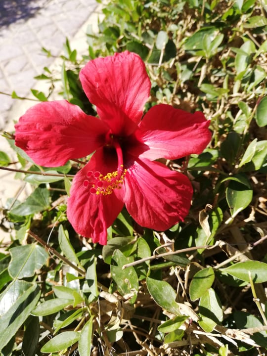 Gartenanlage Empire Beach Aqua Park