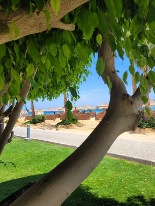 Gartenanlage Steigenberger Coraya Beach - Adults only