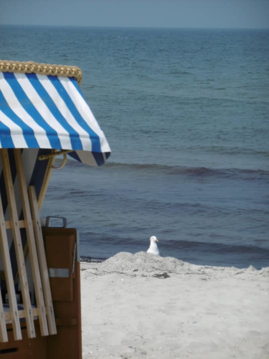 Strand Ferienwohnhung Strandschwalbe