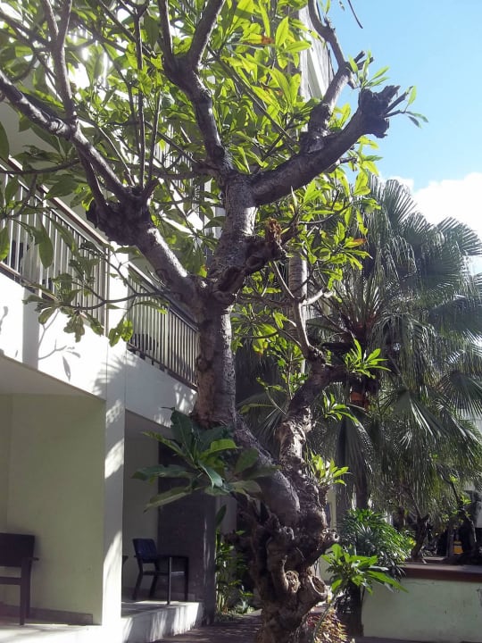 "Grüner Bereich" am Pool Bali Kuta Resort