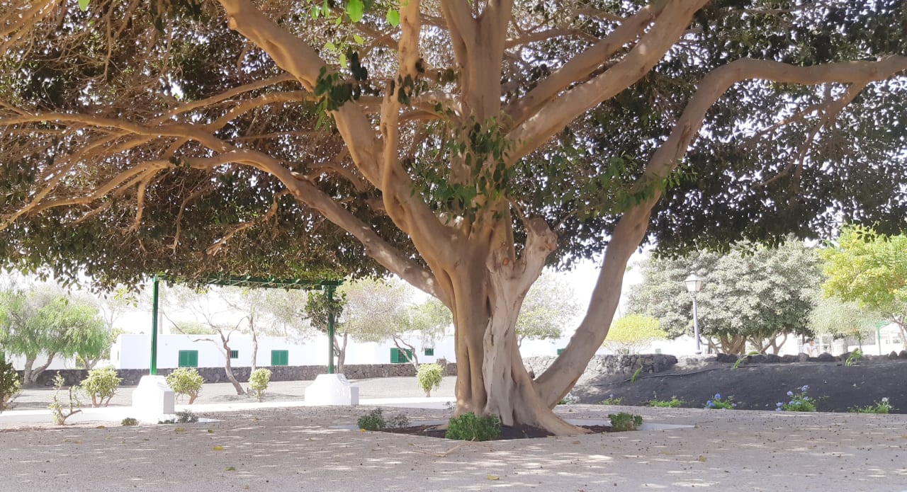 Gartenanlage Hotel Hyde Park Lane