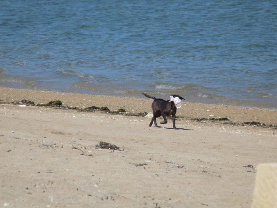Streuner Puri Santrian