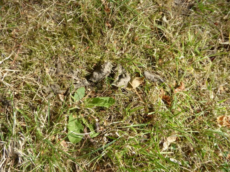 Gartenanlage Roompot Noordzee Residence De Banjaard