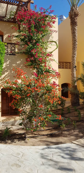 Außenansicht Steigenberger Coraya Beach - Adults only