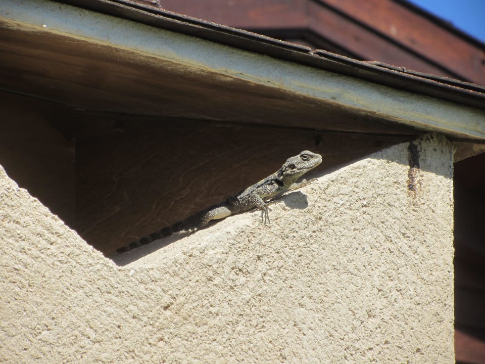 Geckos beim Sonnenbad Lindos Princess Beach Resort & Spa