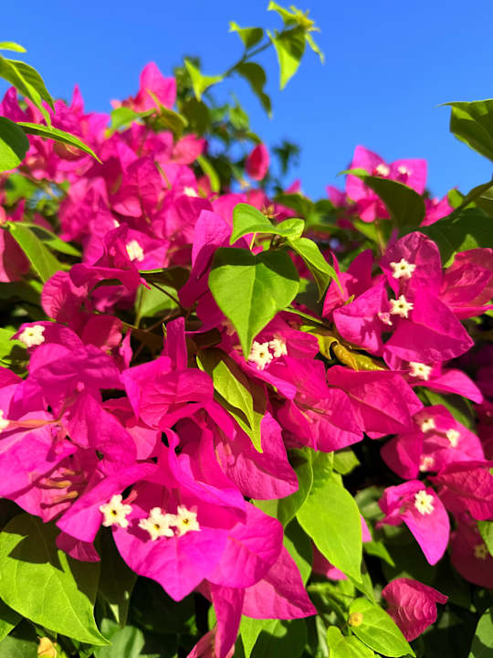 Gartenanlage Steigenberger Coraya Beach - Adults only