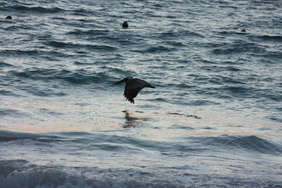 Pelikan Punta Cana Princess All Suites Resort & Spa