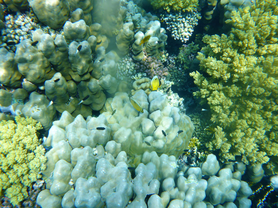 Sport & Freizeit Hotel Gorgonia Beach Resort