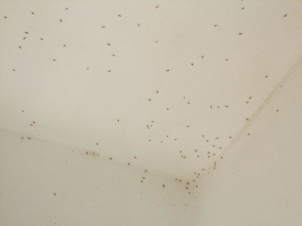 Mückenparkplatz Sandy Beach Resort