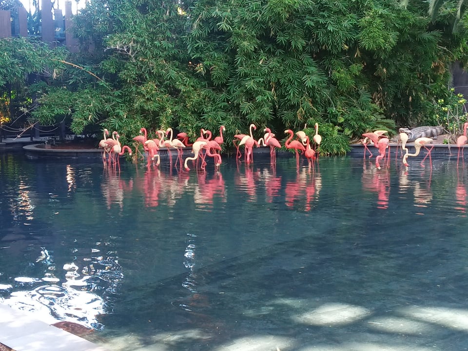 Außenansicht Lopesan Baobab Resort