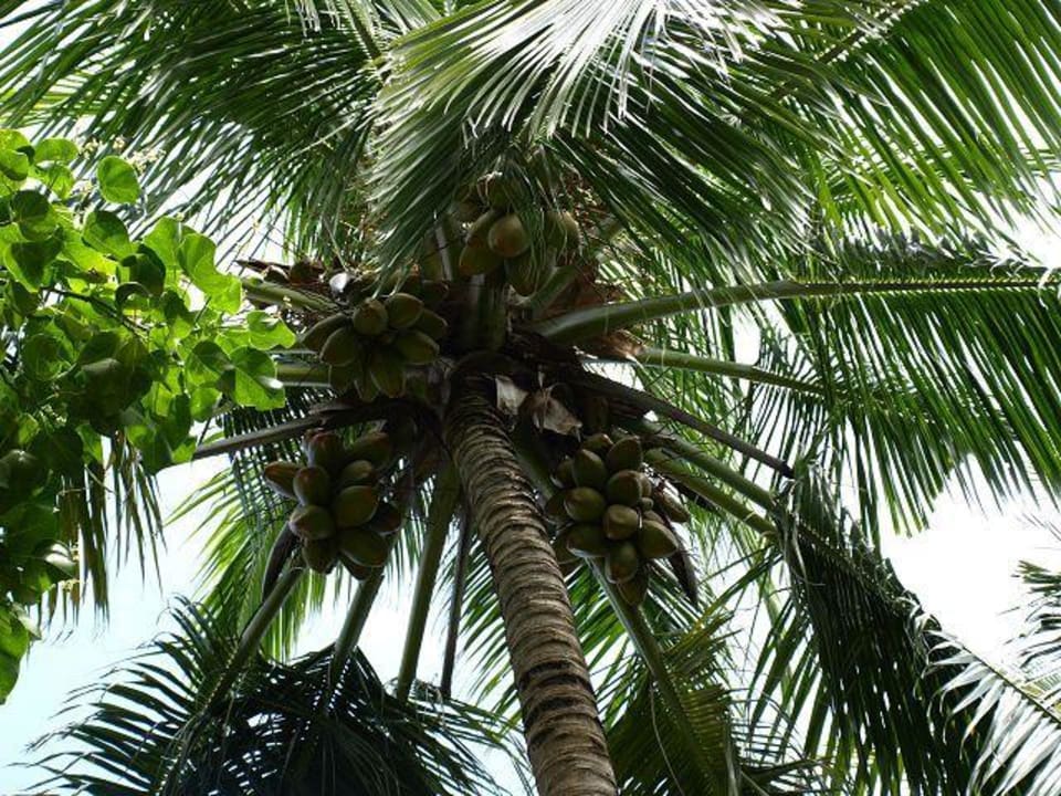 Kokusnüsse... Kuredu Island Resort & Spa