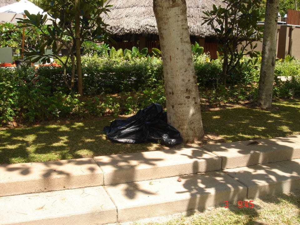 Odstraszające czarne worki Constance Ephelia