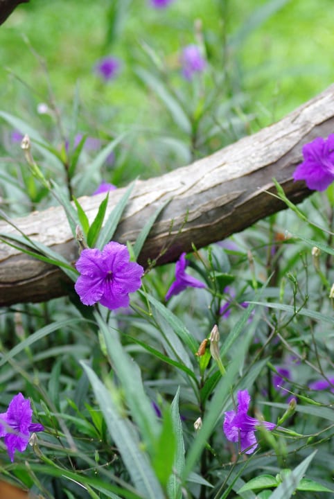 Gartenanlage Woodlands Hotel & Resort