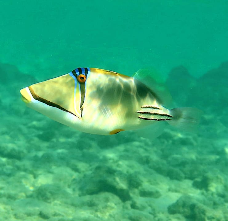 Strand Pickalbatros Palace Resort