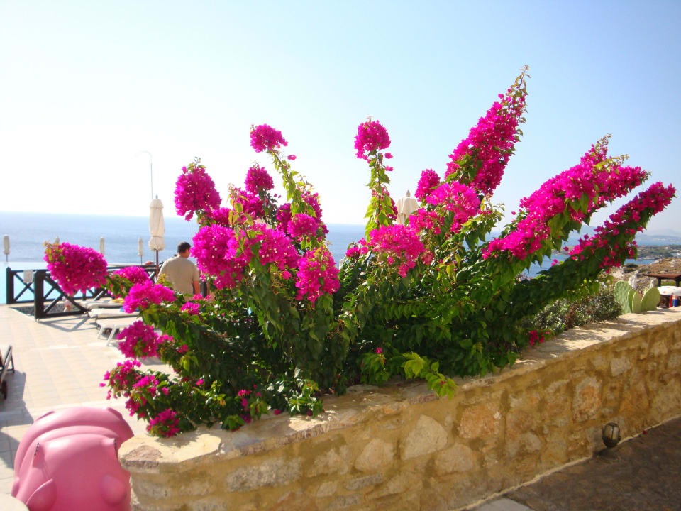 Immer gepflegt Hotel Kalithea Horizon Royal