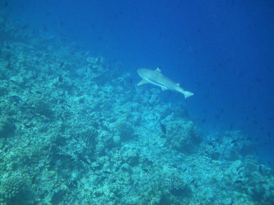 Haie als ständige Begleiter Kuramathi Maldives
