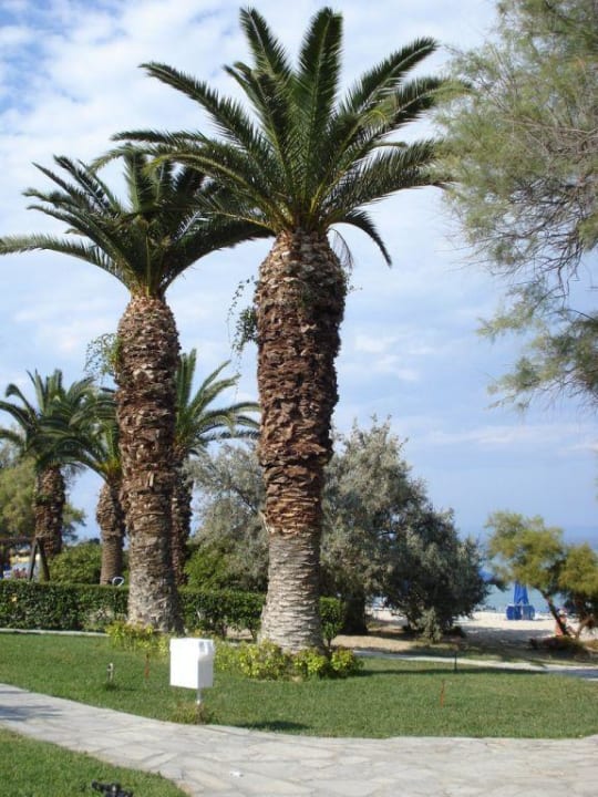 Palmenanlage Pallini Beach Hotel