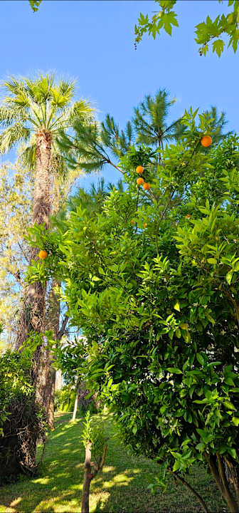 Gartenanlage Side Star Elegance