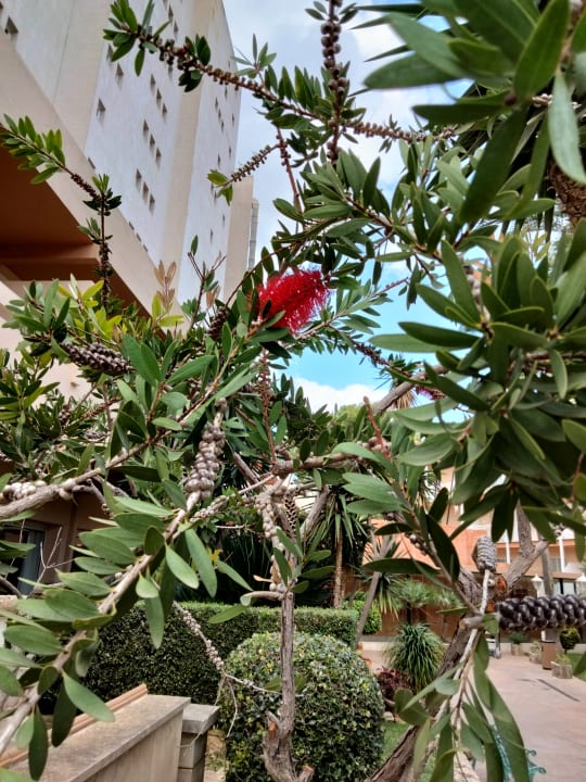 Gartenanlage Hotel Vibra Beverly Playa