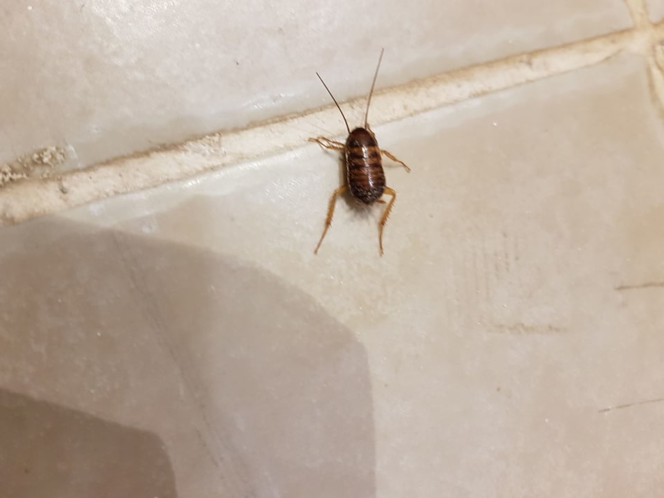 Zimmer Sirenis Tropical Varadero