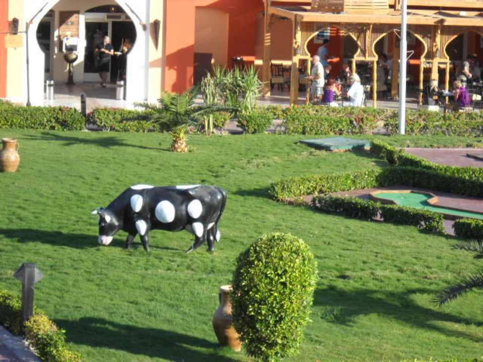 Witzige Kühe  Pickalbatros Alf Leila Wa Leila Resort - Neverland Hurghada