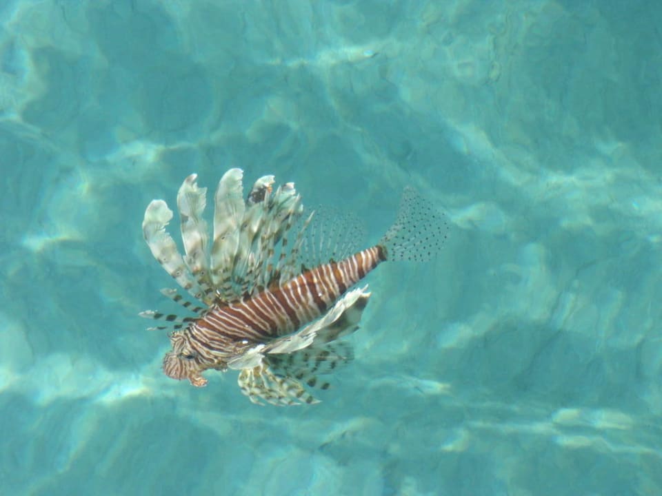 Rotfeuerfisch Cleopatra Luxury Resort Makadi Bay