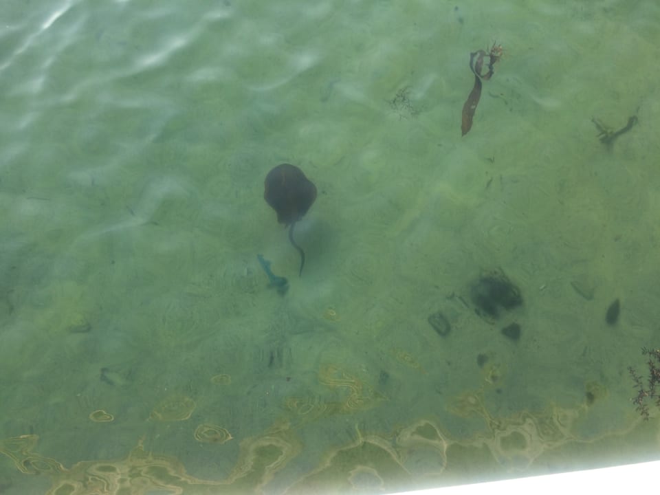 Strand Wyndham Garden Salalah Mirbat