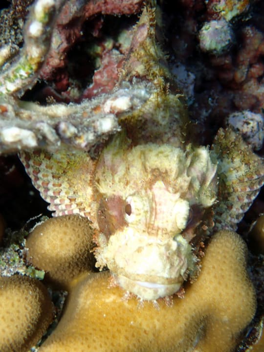 Sport & Freizeit Hotel Gorgonia Beach Resort