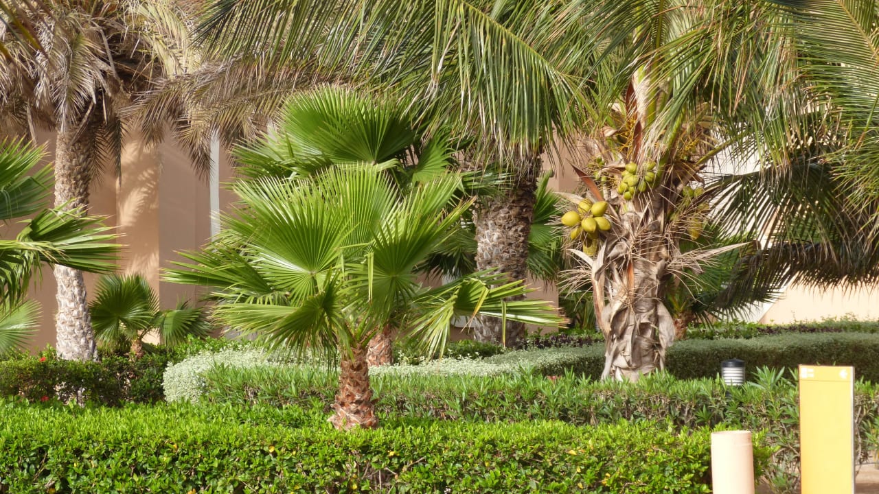 Garten des Garopa Hotel Riu Funana