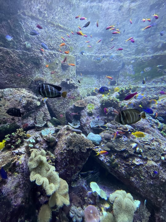 Sport & Freizeit Atlantis, The Palm