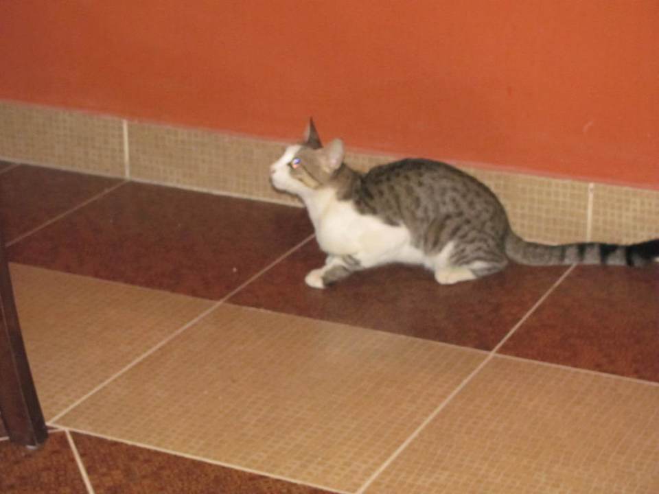 Hauskatze Pickalbatros Alf Leila Wa Leila Resort - Neverland Hurghada