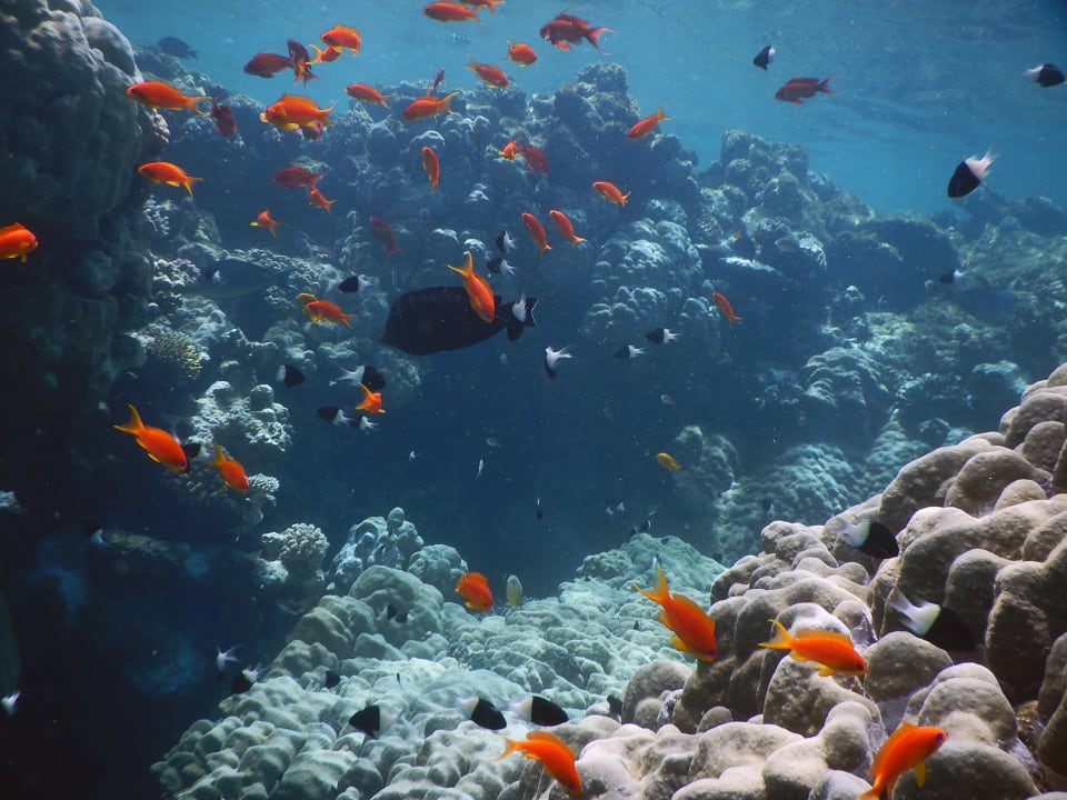 Hausriff Malikia Resort Abu Dabbab