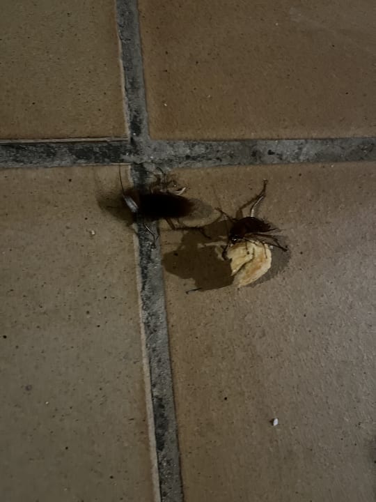 Zimmer SBH Hotel Taro Beach