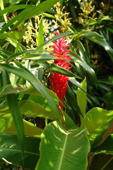 Прекрасное растение Romantic Villa